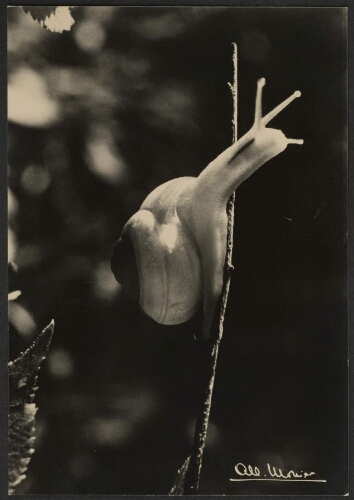 Escargot sur une branche
