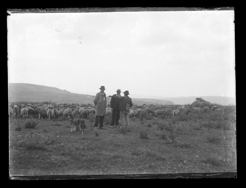 Troupeaux de moutons et bergers