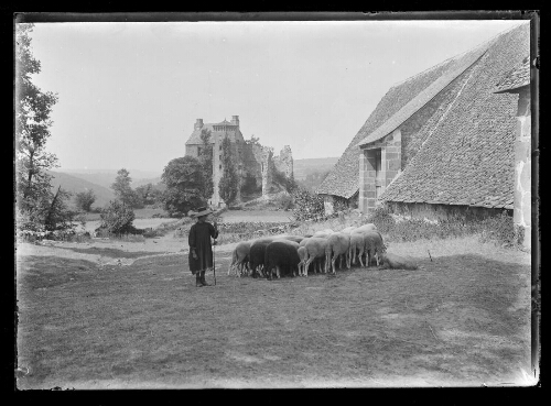 Troupeau de moutons devant le château de Branzac