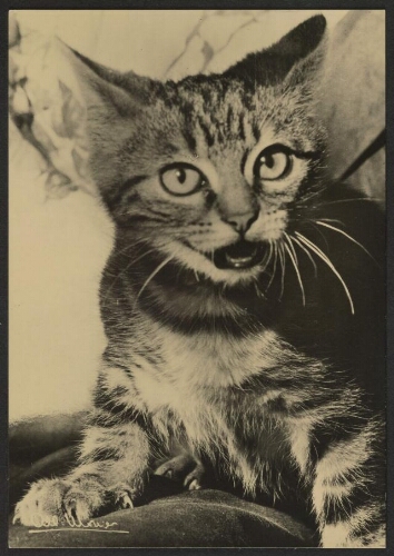 Chat En Colere Chat En Colere